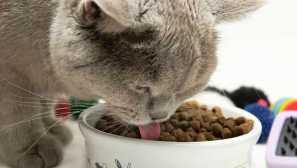 Správna výživa pre mačky